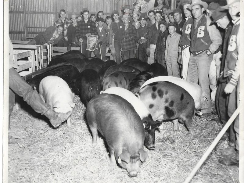 Delhi Pig Show